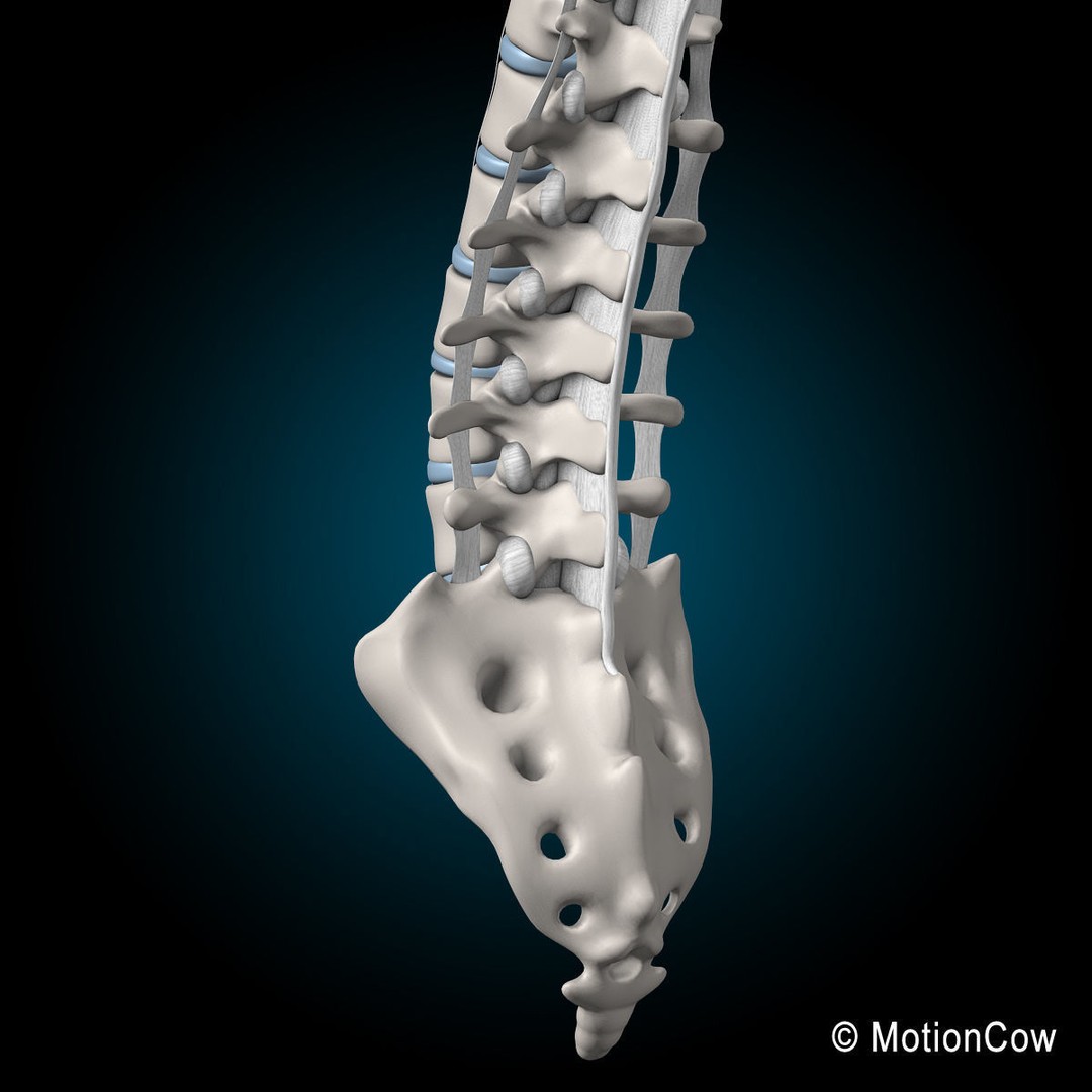 Human Spine 3D Model – Detailed Anatomical Asset, FBX, PBR - View 11
