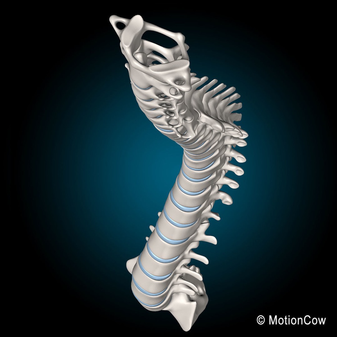 Human Spine 3D Model – Detailed Anatomical Asset, FBX, PBR - View 12