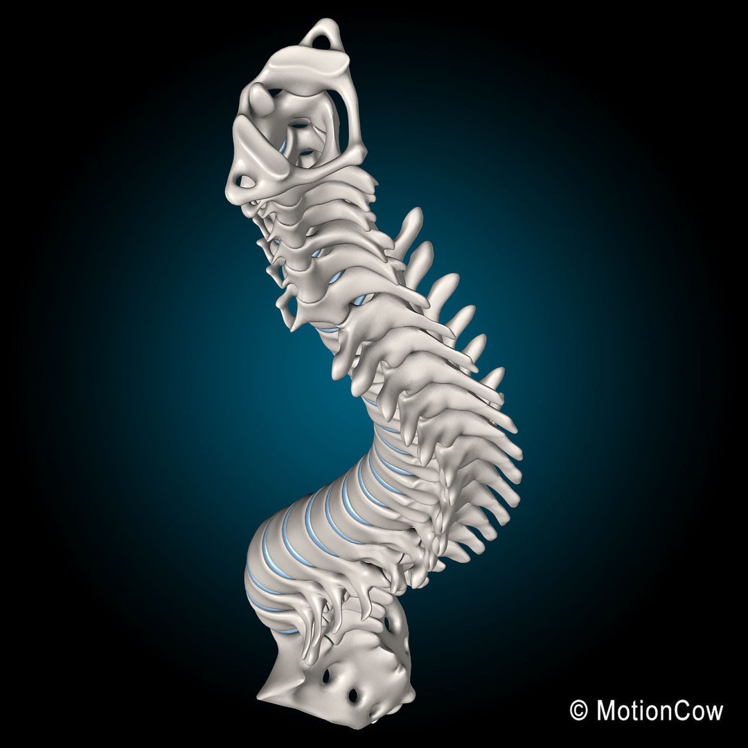 Human Spine 3D Model – Detailed Anatomical Asset, FBX, PBR - View 13