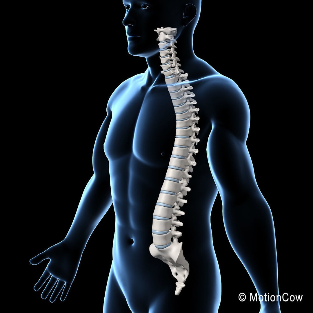 Human Spine 3D Model – Detailed Anatomical Asset, FBX, PBR - View 16