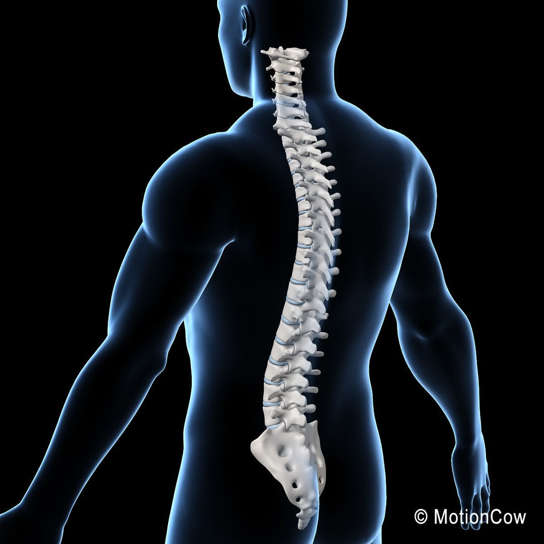 Human Spine 3D Model – Detailed Anatomical Asset, FBX, PBR - View 17