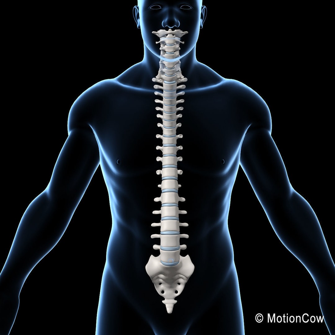 Human Spine 3D Model – Detailed Anatomical Asset, FBX, PBR - View 18