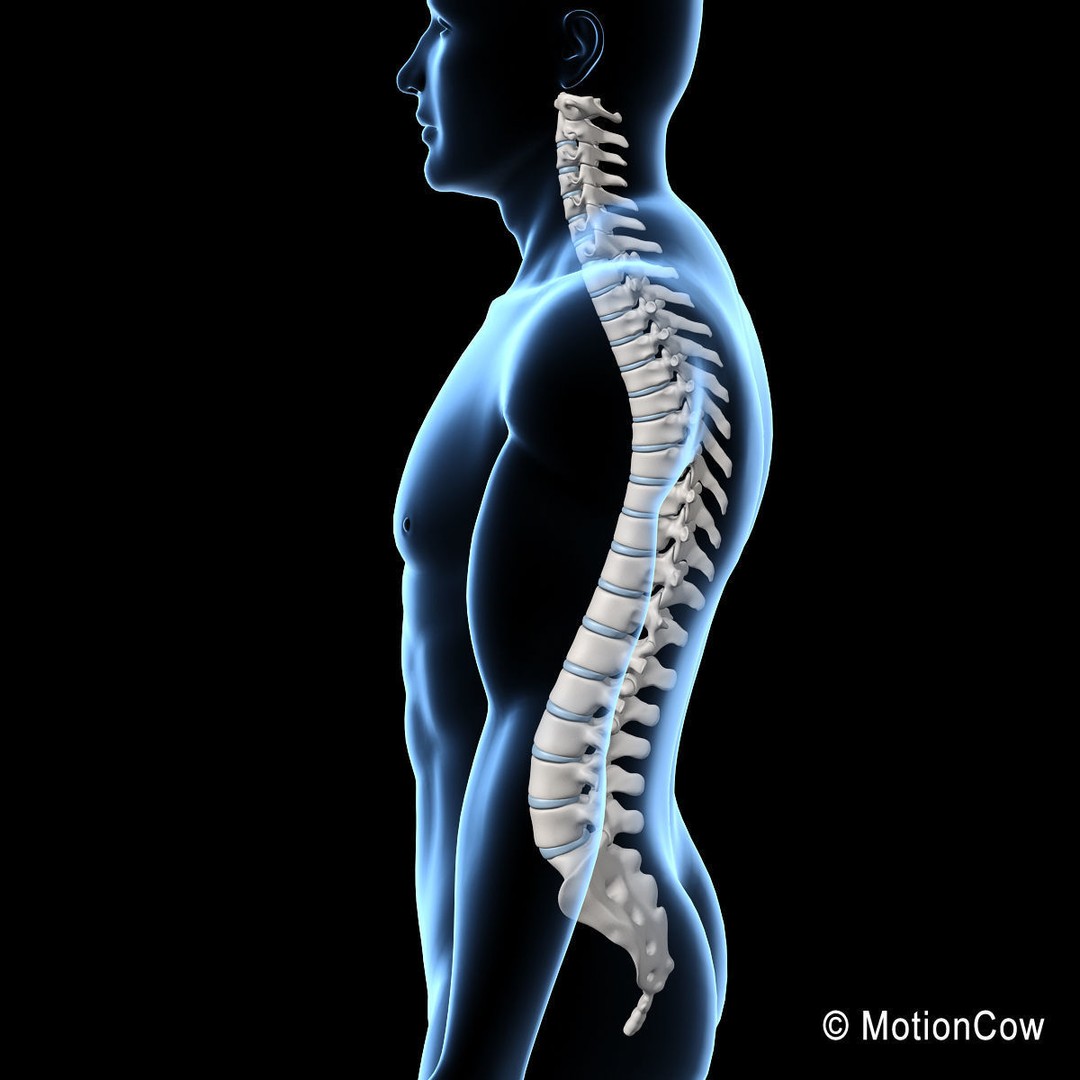 Human Spine 3D Model – Detailed Anatomical Asset, FBX, PBR - View 19