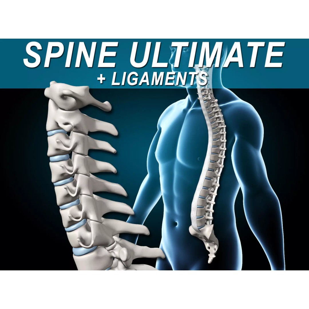 Human Spine 3D Model – Detailed Anatomical Asset, FBX, PBR - View 2