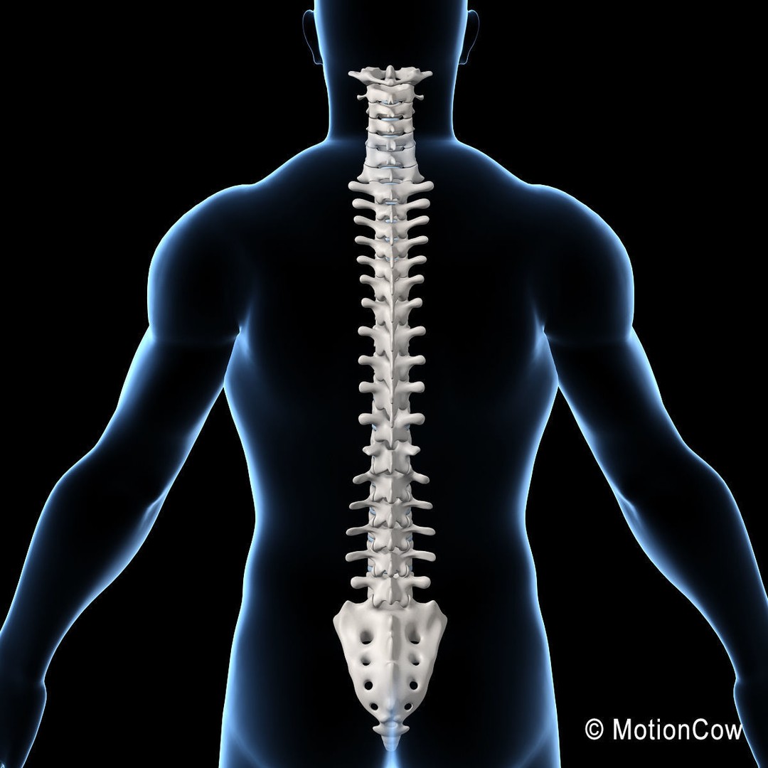 Human Spine 3D Model – Detailed Anatomical Asset, FBX, PBR - View 20