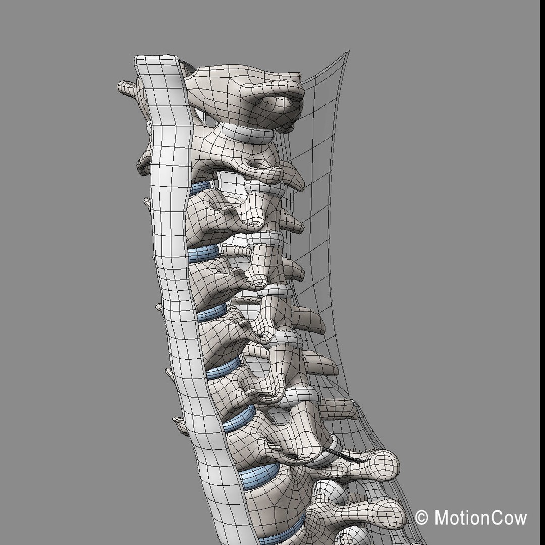 Human Spine 3D Model – Detailed Anatomical Asset, FBX, PBR - View 22