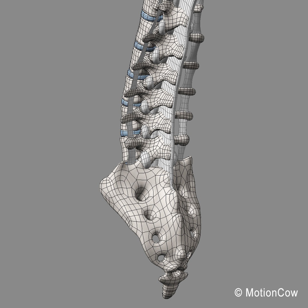 Human Spine 3D Model – Detailed Anatomical Asset, FBX, PBR - View 23