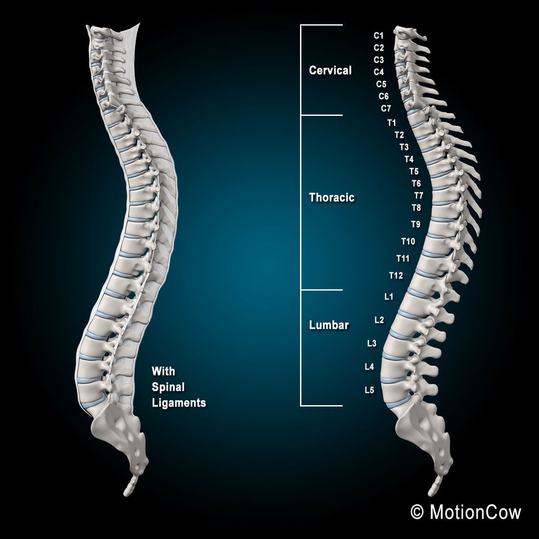 Human Spine 3D Model – Detailed Anatomical Asset, FBX, PBR - View 3