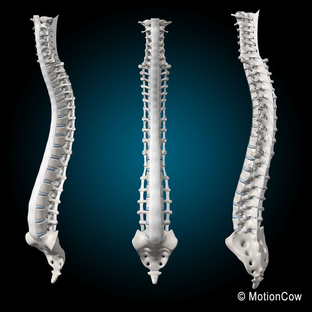 Human Spine 3D Model – Detailed Anatomical Asset, FBX, PBR - View 5