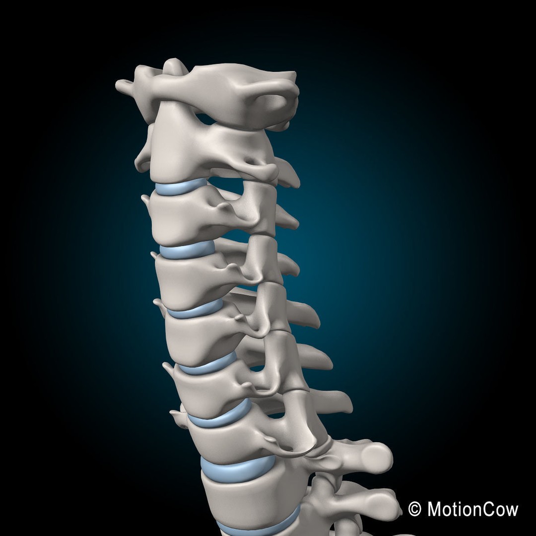 Human Spine 3D Model – Detailed Anatomical Asset, FBX, PBR - View 8