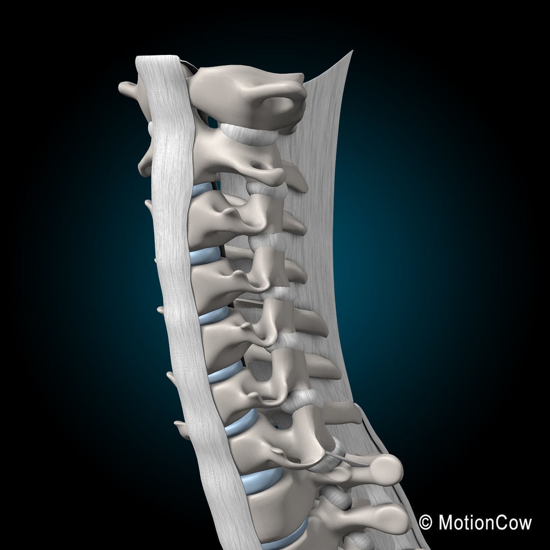 Human Spine 3D Model – Detailed Anatomical Asset, FBX, PBR - View 9