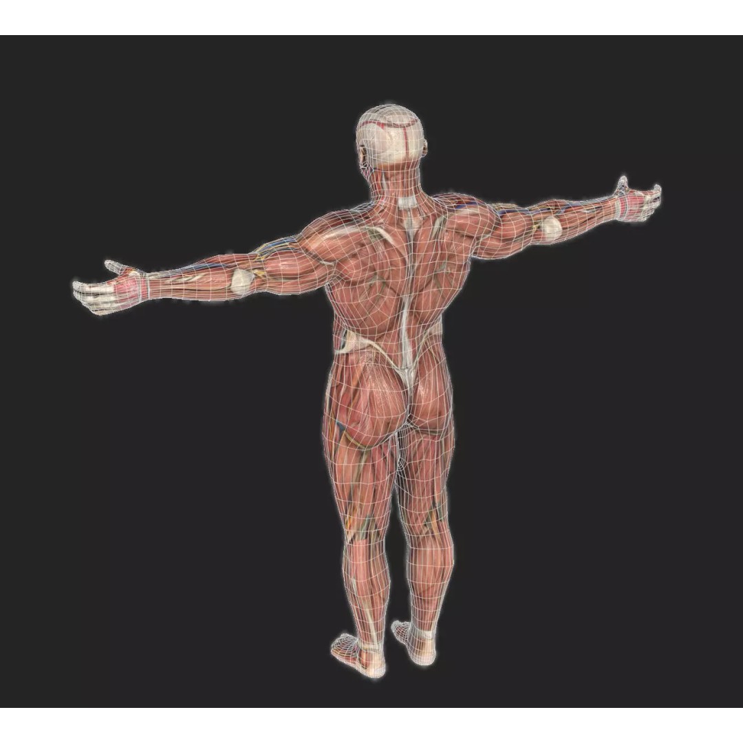 Male Muscular System Anatomy 3D Model – Low Poly PBR Asset, FBX