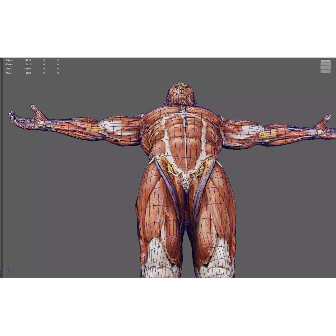 Male Muscular System Anatomy 3D Model – Low Poly PBR Asset, FBX - View 10