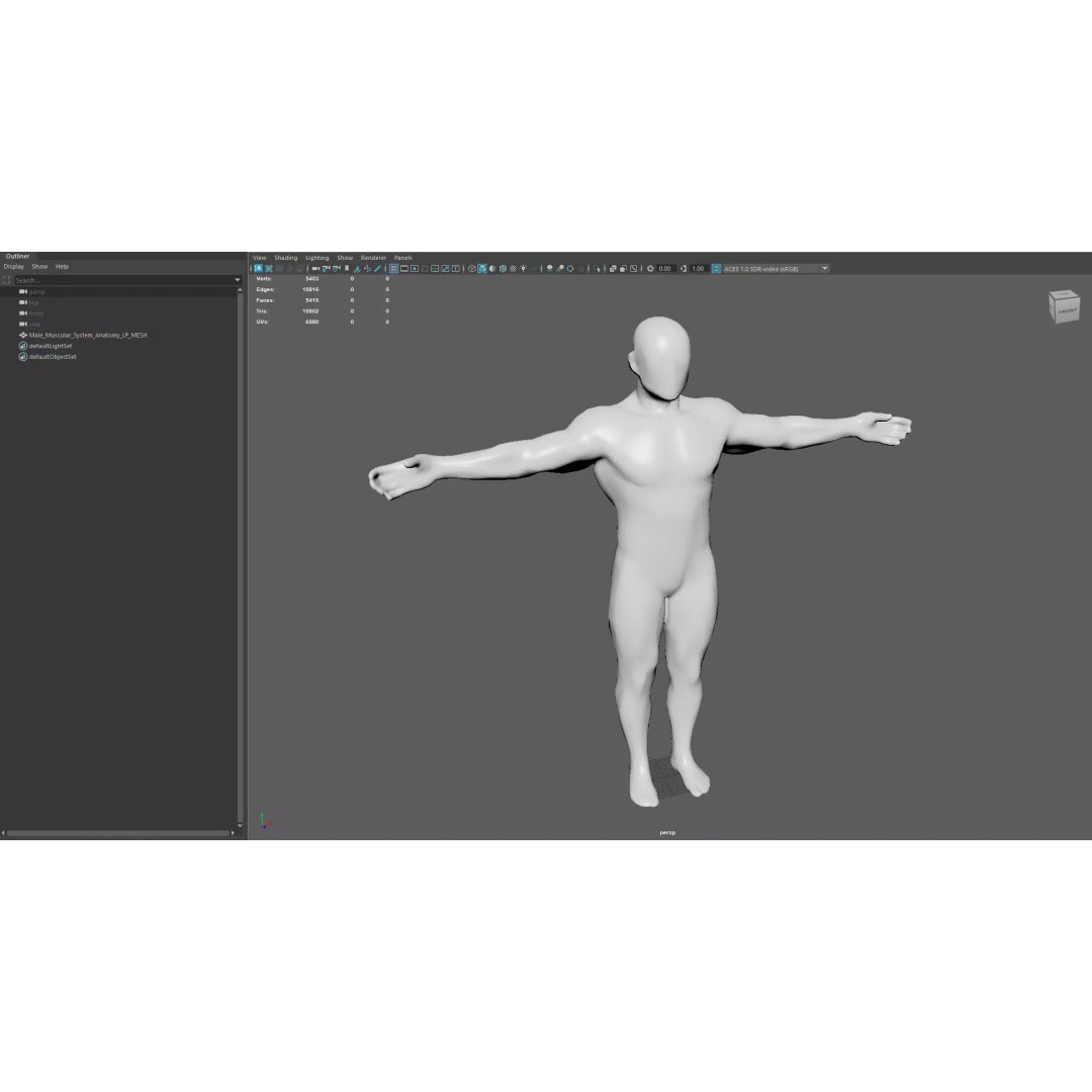 Male Muscular System Anatomy 3D Model – Low Poly PBR Asset, FBX - View 11