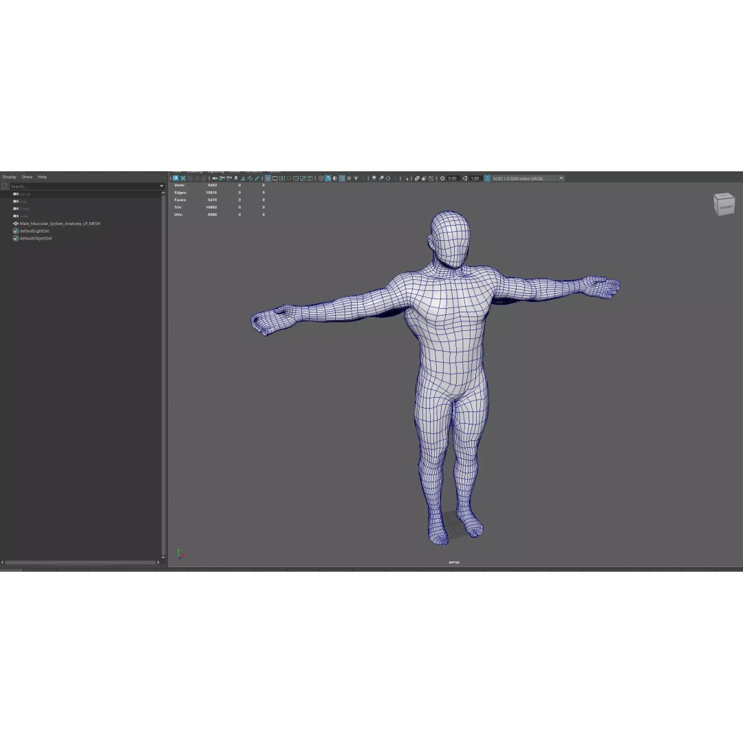 Male Muscular System Anatomy 3D Model – Low Poly PBR Asset, FBX - View 12