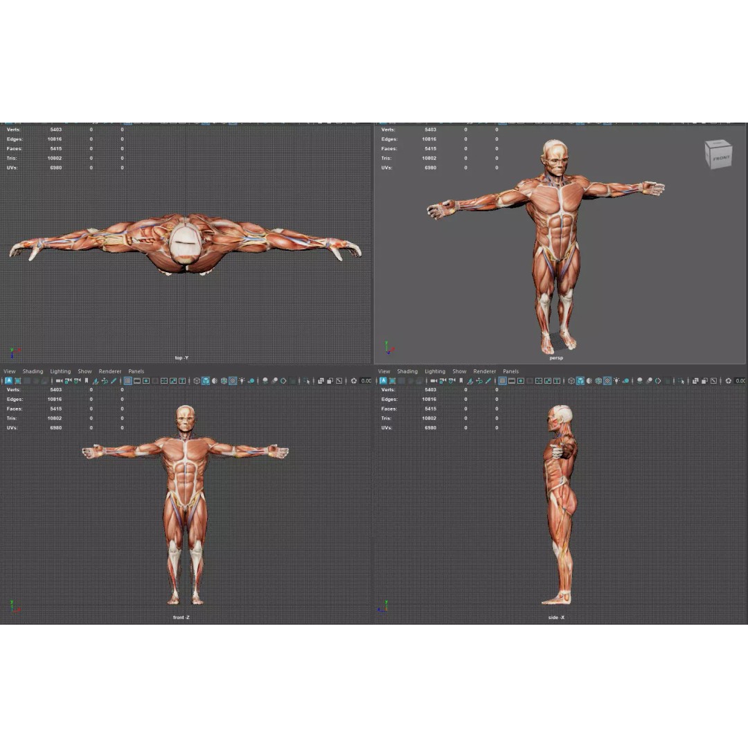 Male Muscular System Anatomy 3D Model – Low Poly PBR Asset, FBX - View 13
