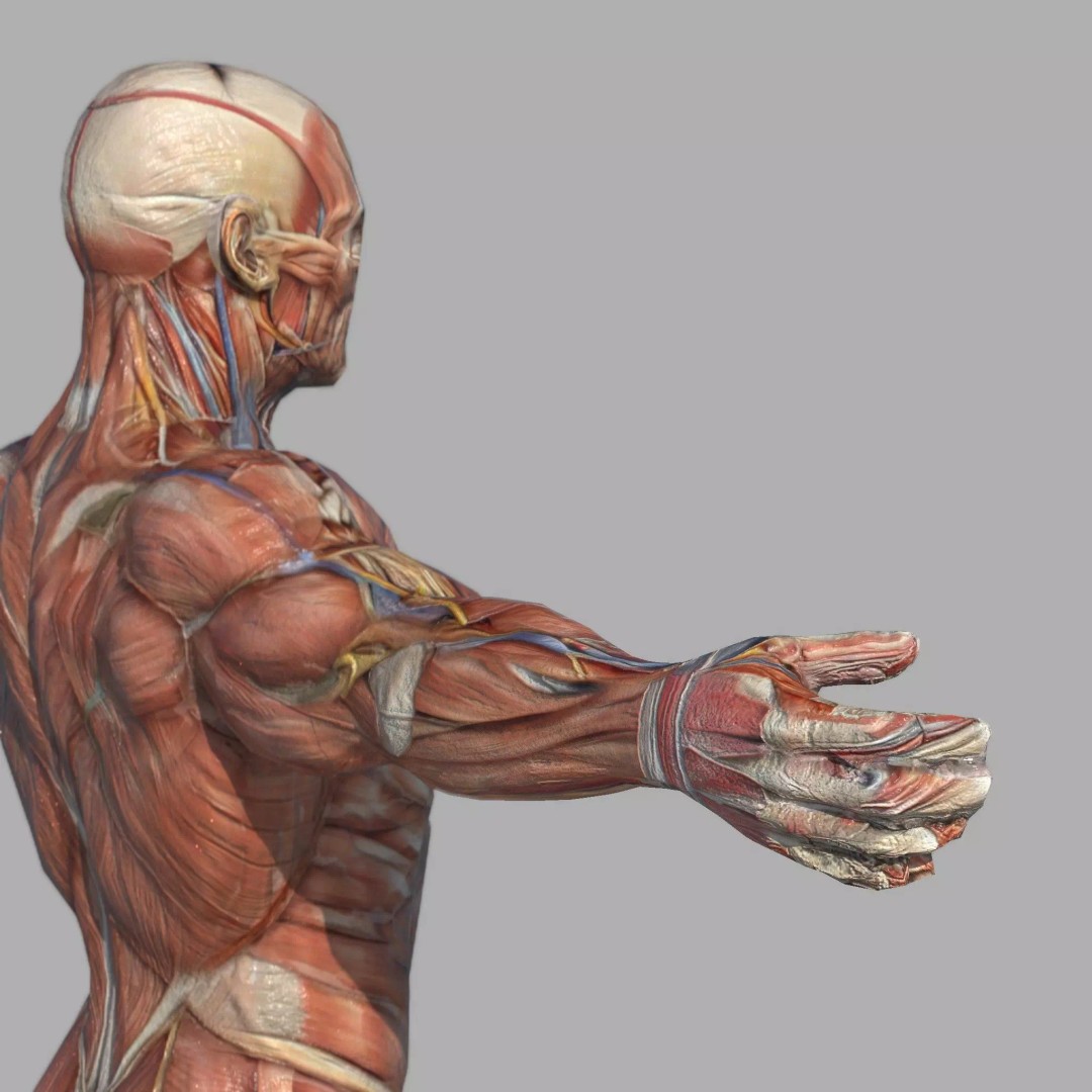 Male Muscular System Anatomy 3D Model – Low Poly PBR Asset, FBX - View 15