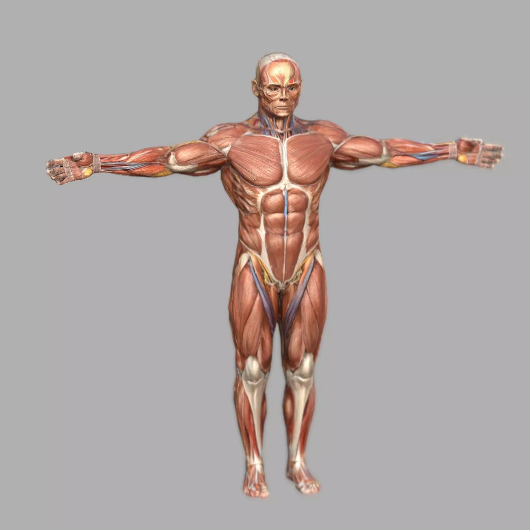 Male Muscular System Anatomy 3D Model – Low Poly PBR Asset, FBX - View 2