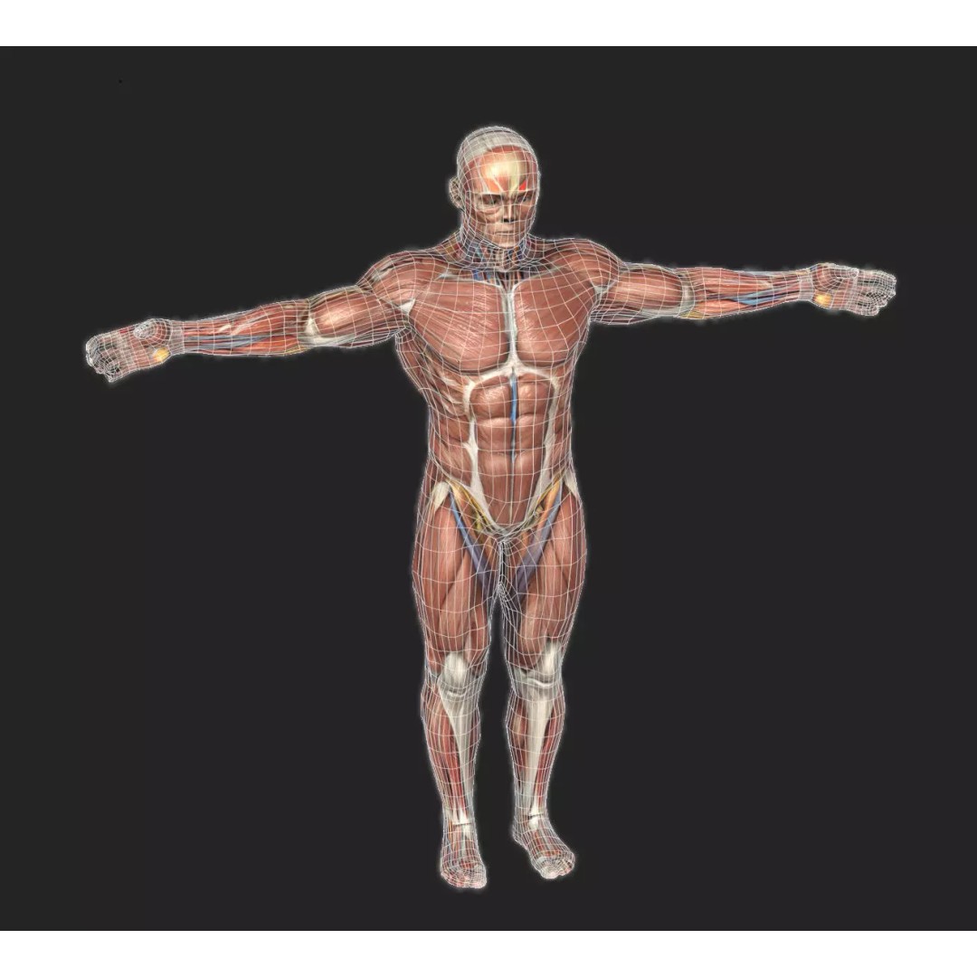 Male Muscular System Anatomy 3D Model – Low Poly PBR Asset, FBX - View 20