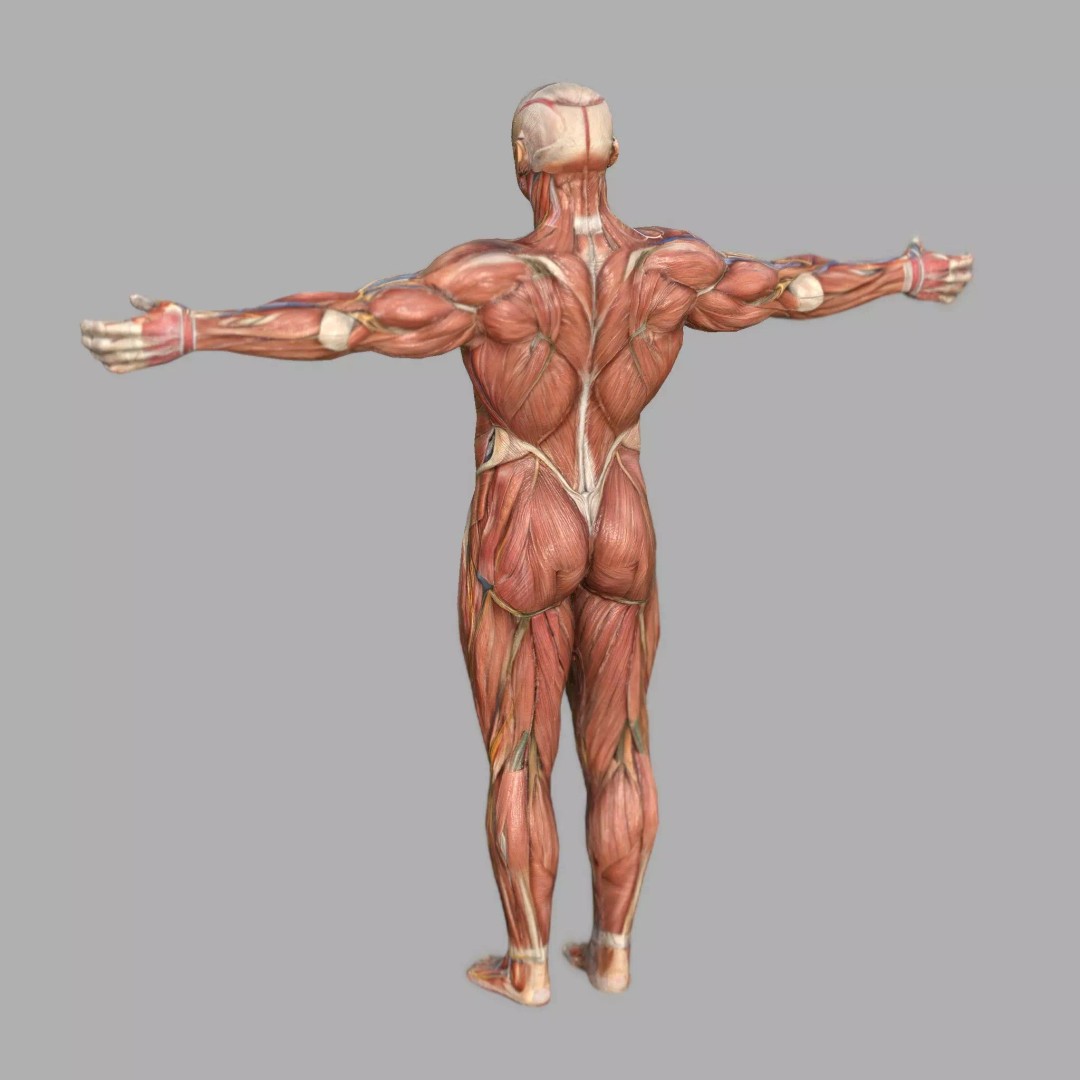 Male Muscular System Anatomy 3D Model – Low Poly PBR Asset, FBX - View 3