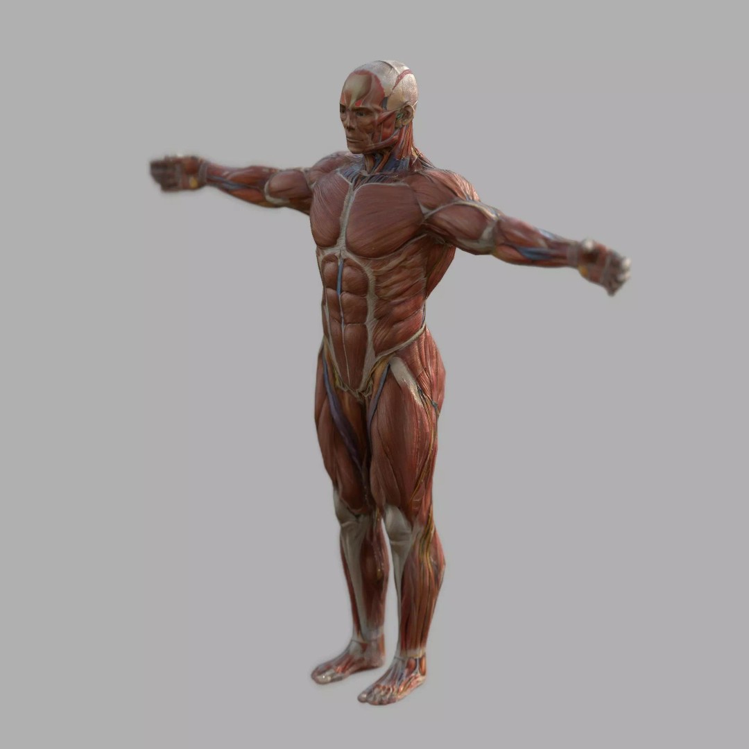 Male Muscular System Anatomy 3D Model – Low Poly PBR Asset, FBX - View 4