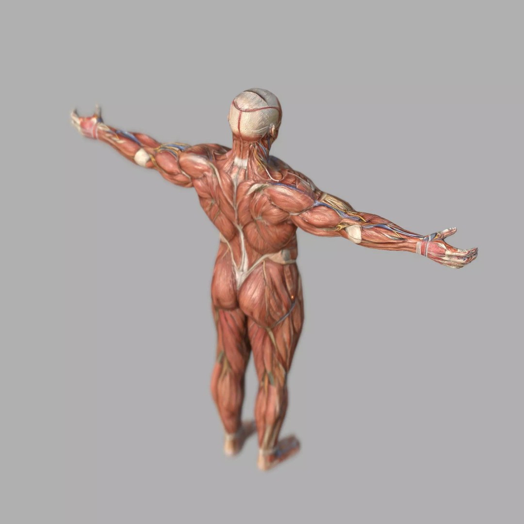Male Muscular System Anatomy 3D Model – Low Poly PBR Asset, FBX - View 5