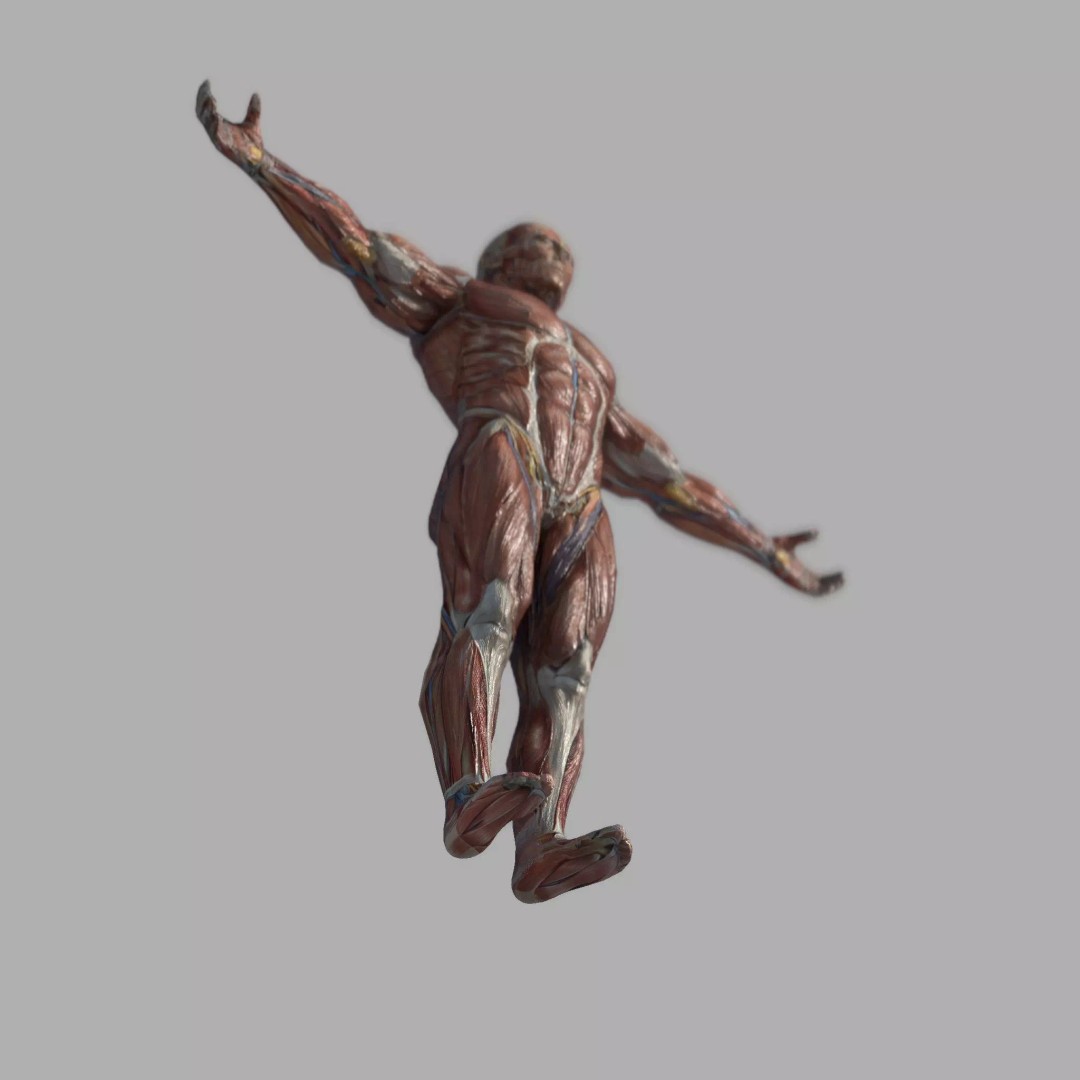 Male Muscular System Anatomy 3D Model – Low Poly PBR Asset, FBX - View 6