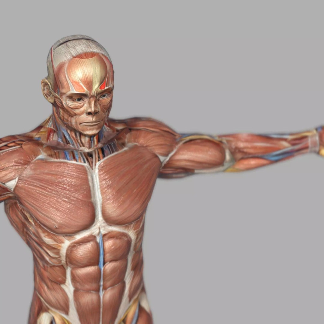 Male Muscular System Anatomy 3D Model – Low Poly PBR Asset, FBX - View 7