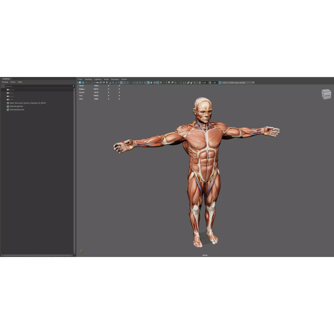 Male Muscular System Anatomy 3D Model – Low Poly PBR Asset, FBX - View 8