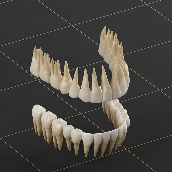 Dentition 3D Model – Anatomical Teeth and Gums, FBX, OBJ - View 10