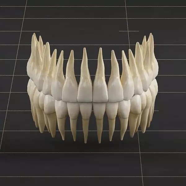 Dentition 3D Model – Anatomical Teeth and Gums, FBX, OBJ - View 2