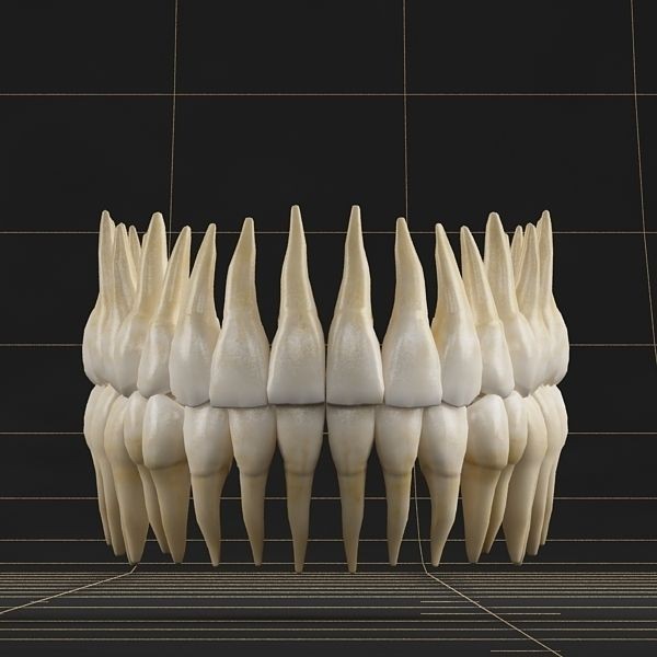 Dentition 3D Model – Anatomical Teeth and Gums, FBX, OBJ - View 3