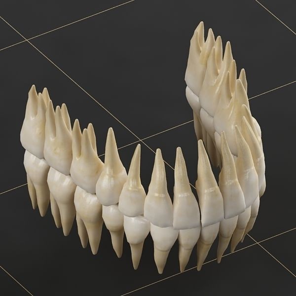 Dentition 3D Model – Anatomical Teeth and Gums, FBX, OBJ - View 4