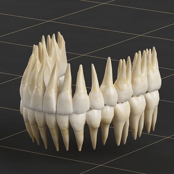 Dentition 3D Model – Anatomical Teeth and Gums, FBX, OBJ - View 5