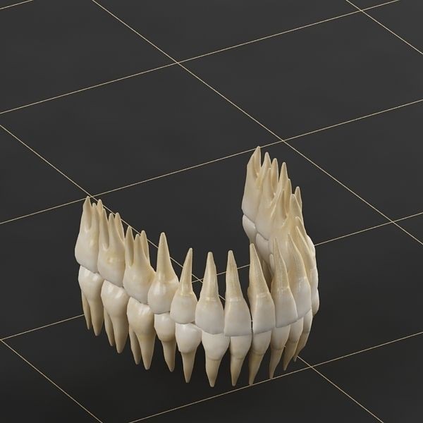 Dentition 3D Model – Anatomical Teeth and Gums, FBX, OBJ - View 6