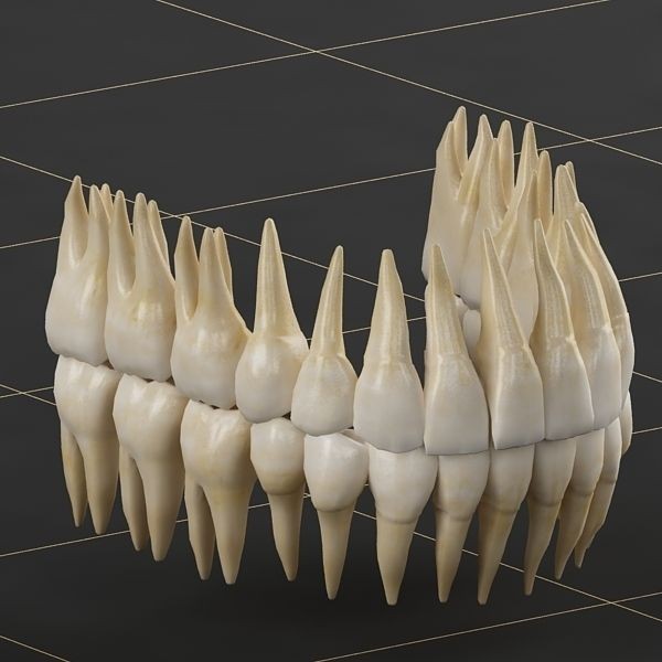 Dentition 3D Model – Anatomical Teeth and Gums, FBX, OBJ - View 7