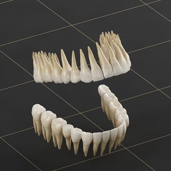 Dentition 3D Model – Anatomical Teeth and Gums, FBX, OBJ - View 8
