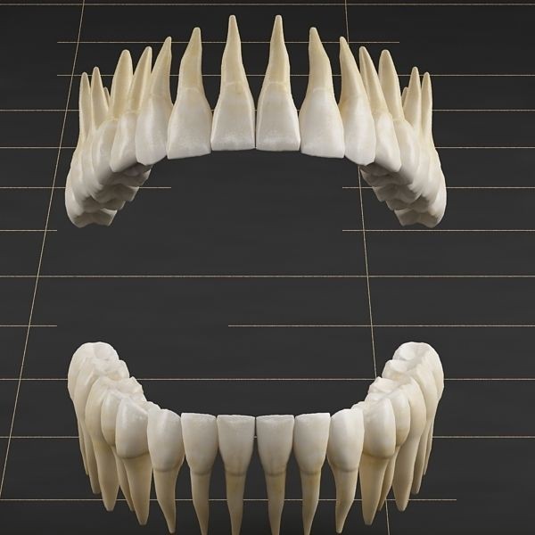 Dentition 3D Model – Anatomical Teeth and Gums, FBX, OBJ - View 9