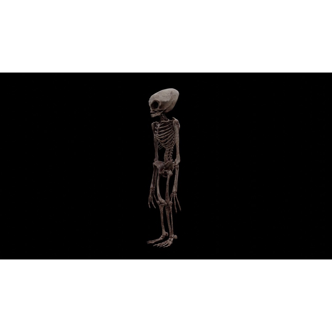 Humanoid Alien Skeleton 3D Model – Low Poly PBR Game Asset, FBX - View 14