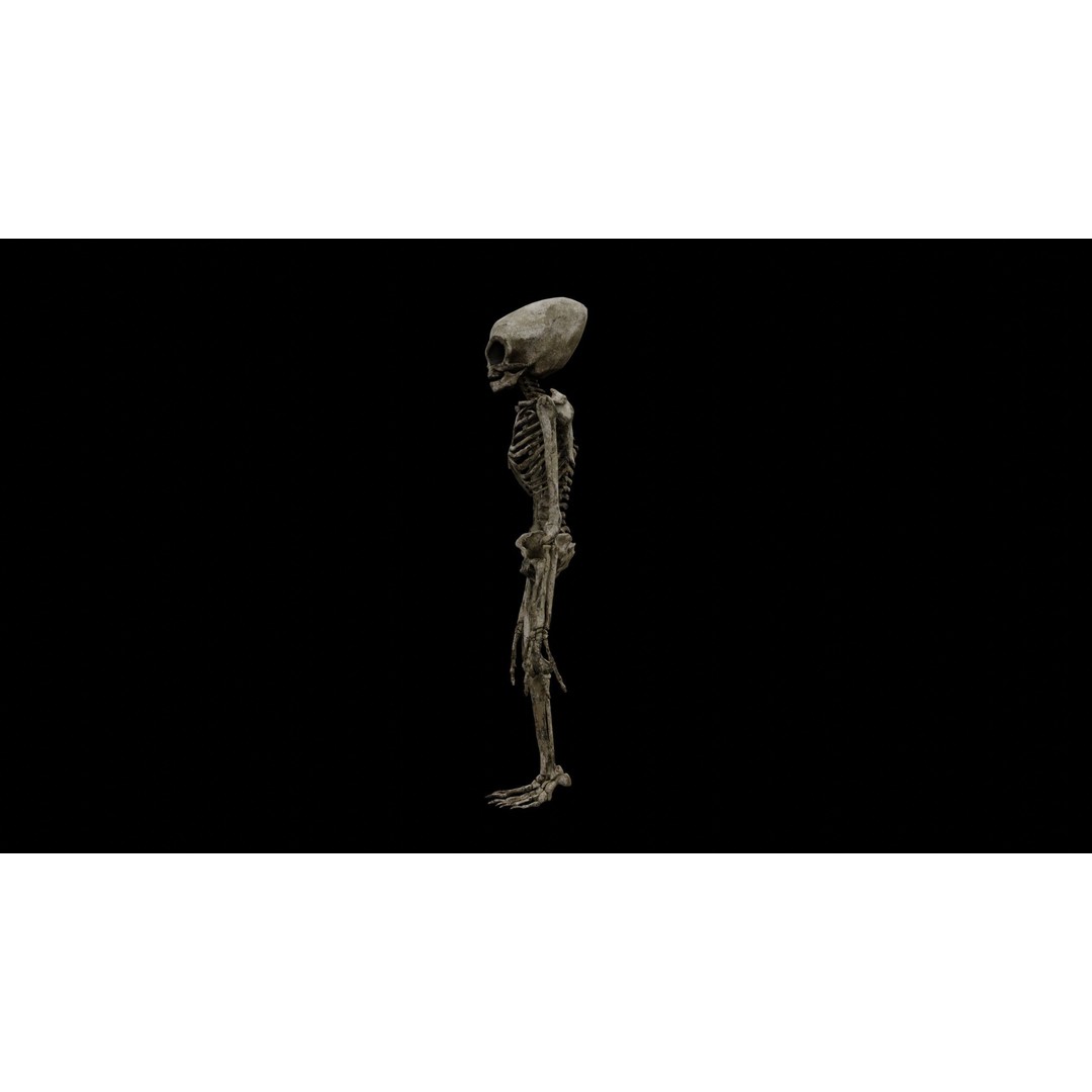 Humanoid Alien Skeleton 3D Model – Low Poly PBR Game Asset, FBX - View 18