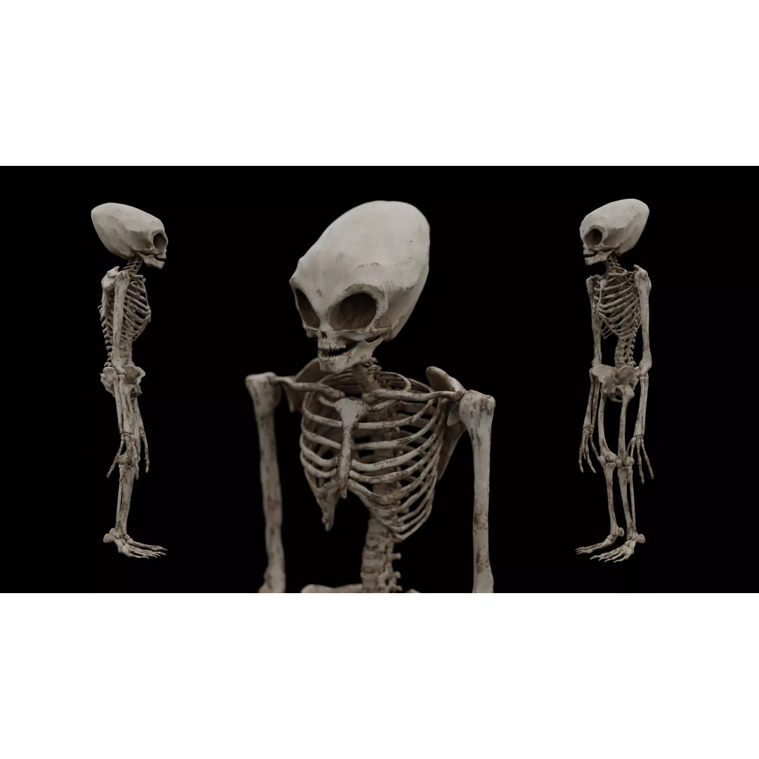 Humanoid Alien Skeleton 3D Model – Low Poly PBR Game Asset, FBX - View 2