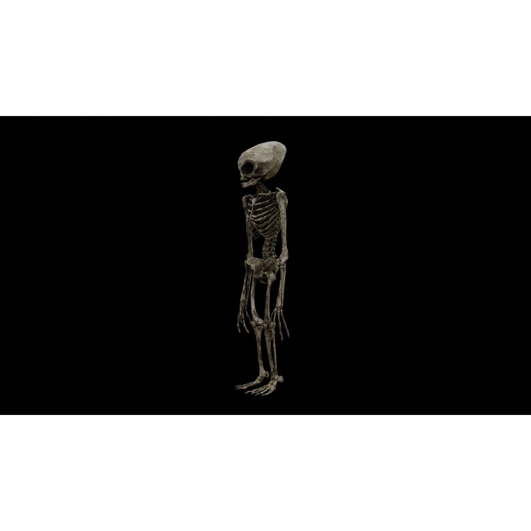 Humanoid Alien Skeleton 3D Model – Low Poly PBR Game Asset, FBX - View 24