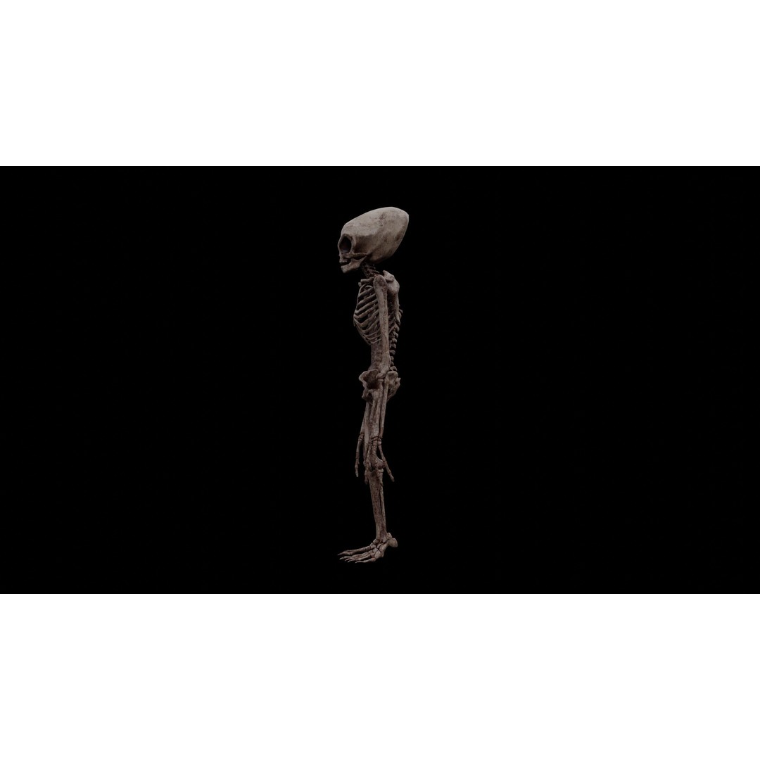 Humanoid Alien Skeleton 3D Model – Low Poly PBR Game Asset, FBX - View 26