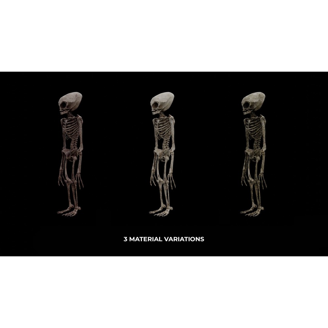 Humanoid Alien Skeleton 3D Model – Low Poly PBR Game Asset, FBX - View 3
