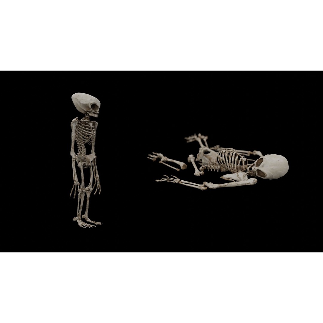 Humanoid Alien Skeleton 3D Model – Low Poly PBR Game Asset, FBX - View 4