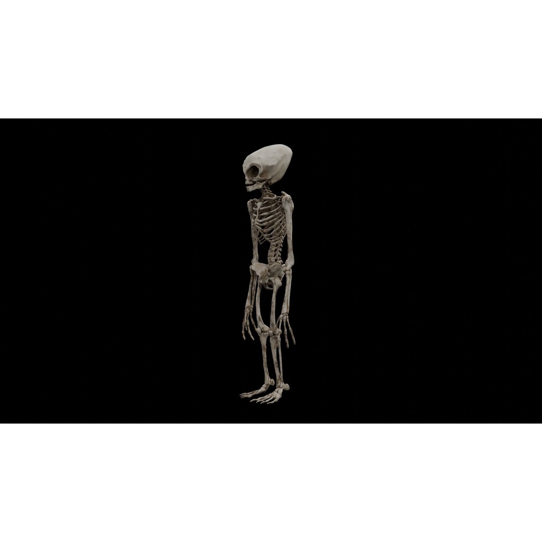 Humanoid Alien Skeleton 3D Model – Low Poly PBR Game Asset, FBX - View 5