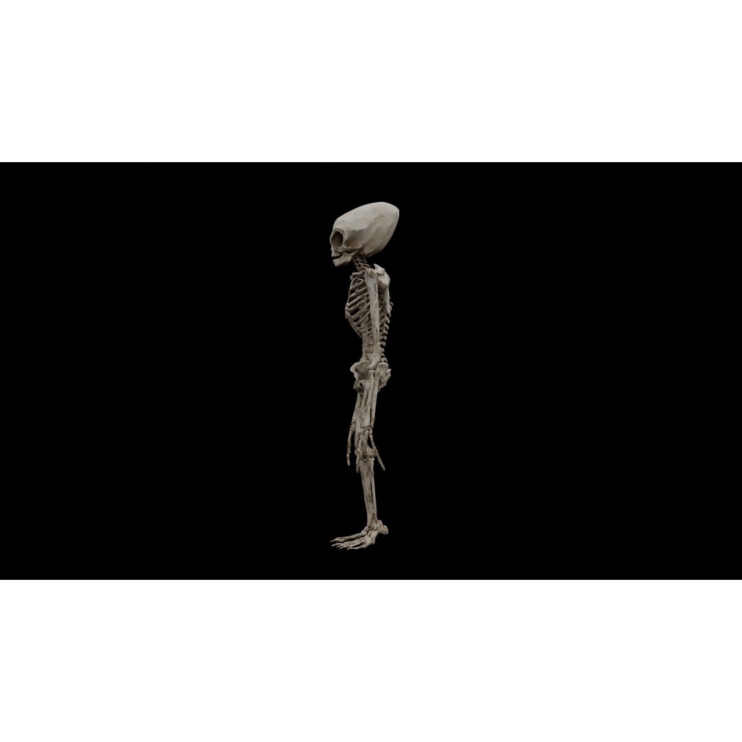 Humanoid Alien Skeleton 3D Model – Low Poly PBR Game Asset, FBX - View 8