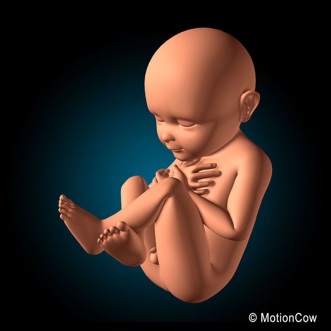 Human Fetus 3D Model – Detailed Rigged Anatomy for Education - View 11