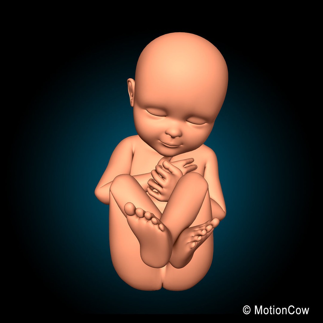 Human Fetus 3D Model – Detailed Rigged Anatomy for Education - View 12