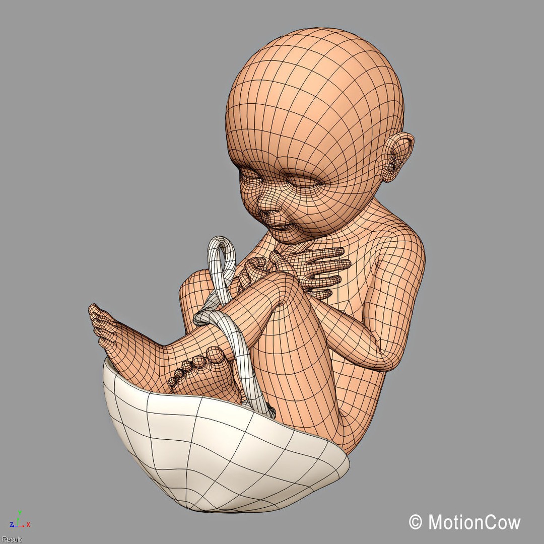 Human Fetus 3D Model – Detailed Rigged Anatomy for Education - View 17